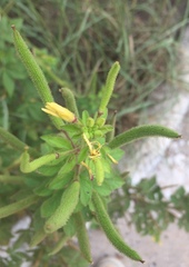 Cleome viscosa