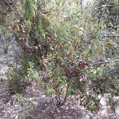 Pomaderris elliptica