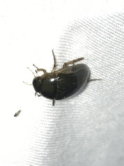 Tropisternus collaris