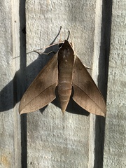 Theretra indistincta