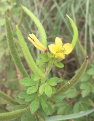 Cleome viscosa