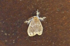 Orvasca subnotata