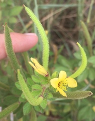 Cleome viscosa