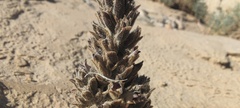 Aphyllon cooperi
