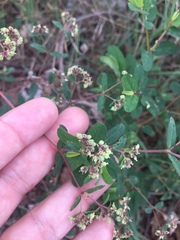 Euphorbia lasiocarpa