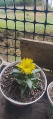 Faucaria