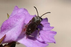 Hemigenia purpurea