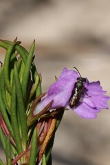 Hemigenia purpurea