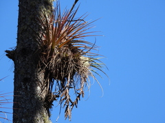 Tillandsia rodrigueziana