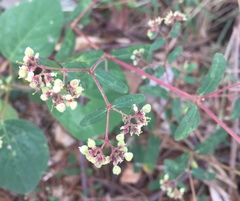 Euphorbia lasiocarpa