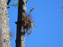 Tillandsia rodrigueziana