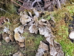 Sticta limbata