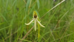 Habenaria trifida