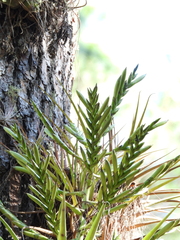 Tillandsia makoyana