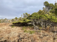 Cupressus nootkatensis