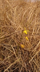 Eulophia hians inaequalis