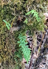 Polypodium glycyrrhiza