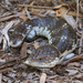 Shingleback Lizard - Photo (c) Nuytsia@Tas, some rights reserved (CC BY-NC-SA)