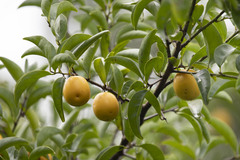 Ximenia americana