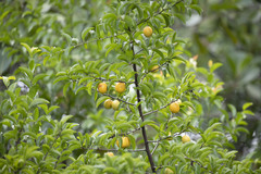 Ximenia americana