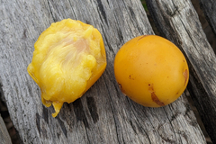 Ximenia americana