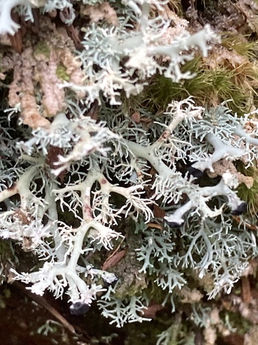 Bunodophoron melanocarpum