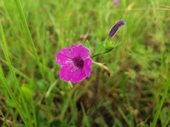 Petunia integrifolia