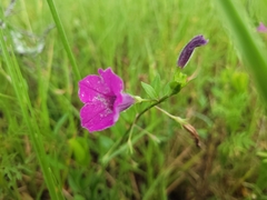 Petunia integrifolia