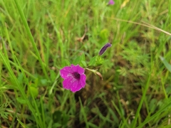 Petunia integrifolia