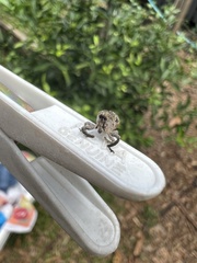 Eutyrhinus meditabundus