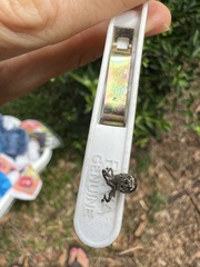 Eutyrhinus meditabundus