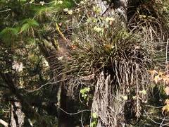 Tillandsia rodrigueziana