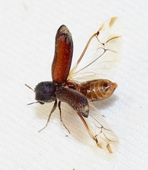 Bostrichidae