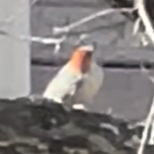Melanerpes carolinus