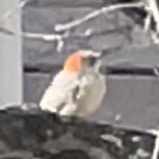 Melanerpes carolinus