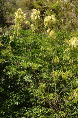 Fraxinus dipetala