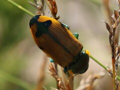 Temognatha variabilis