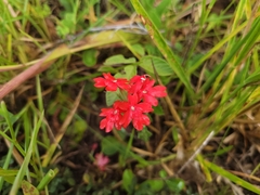 Glandularia peruviana