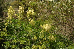Fraxinus dipetala