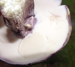 Tylopilus violatinctus