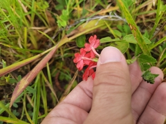 Glandularia peruviana