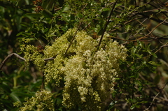 Fraxinus dipetala