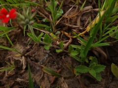 Glandularia peruviana