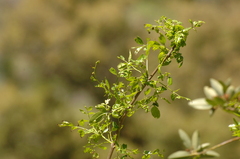 Fraxinus dipetala