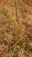 Moraea pallida