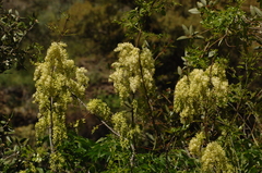 Fraxinus dipetala