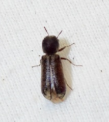 Bostrichidae