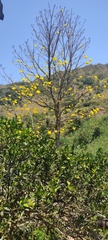 Handroanthus