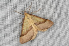 Anachloris subochraria