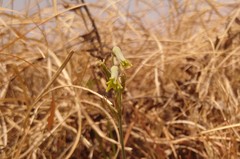 Dipcadi ciliare